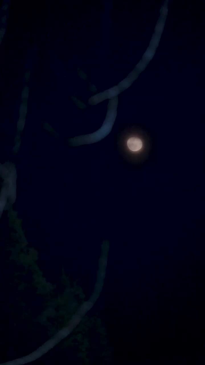 醫者爲王,被迫離婚後我向全世界攤牌 - 第 84 集