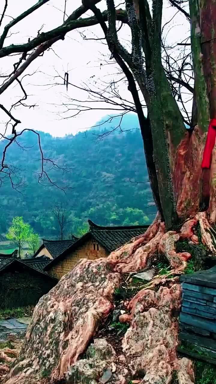 O Plano de Transformação Rural da Eva - Episódio 48