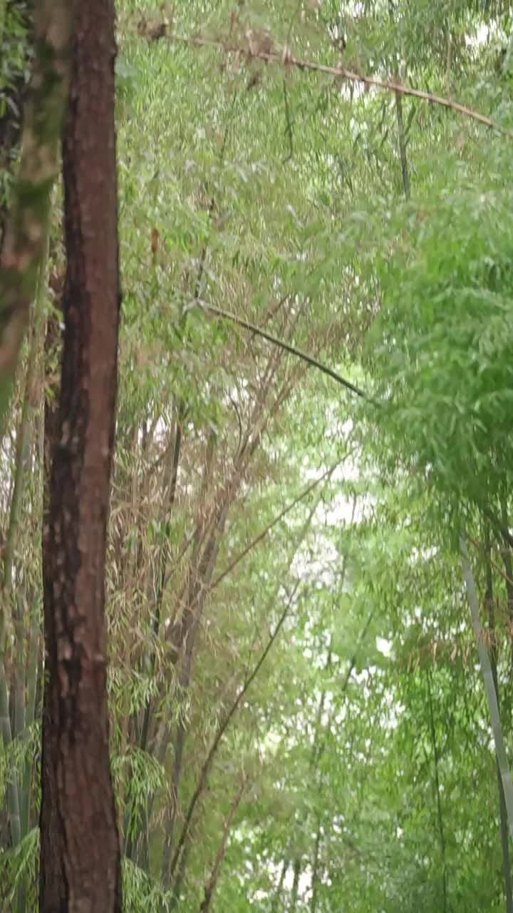 肥妻翻身,小綠茶買一送一 - 第 37 集