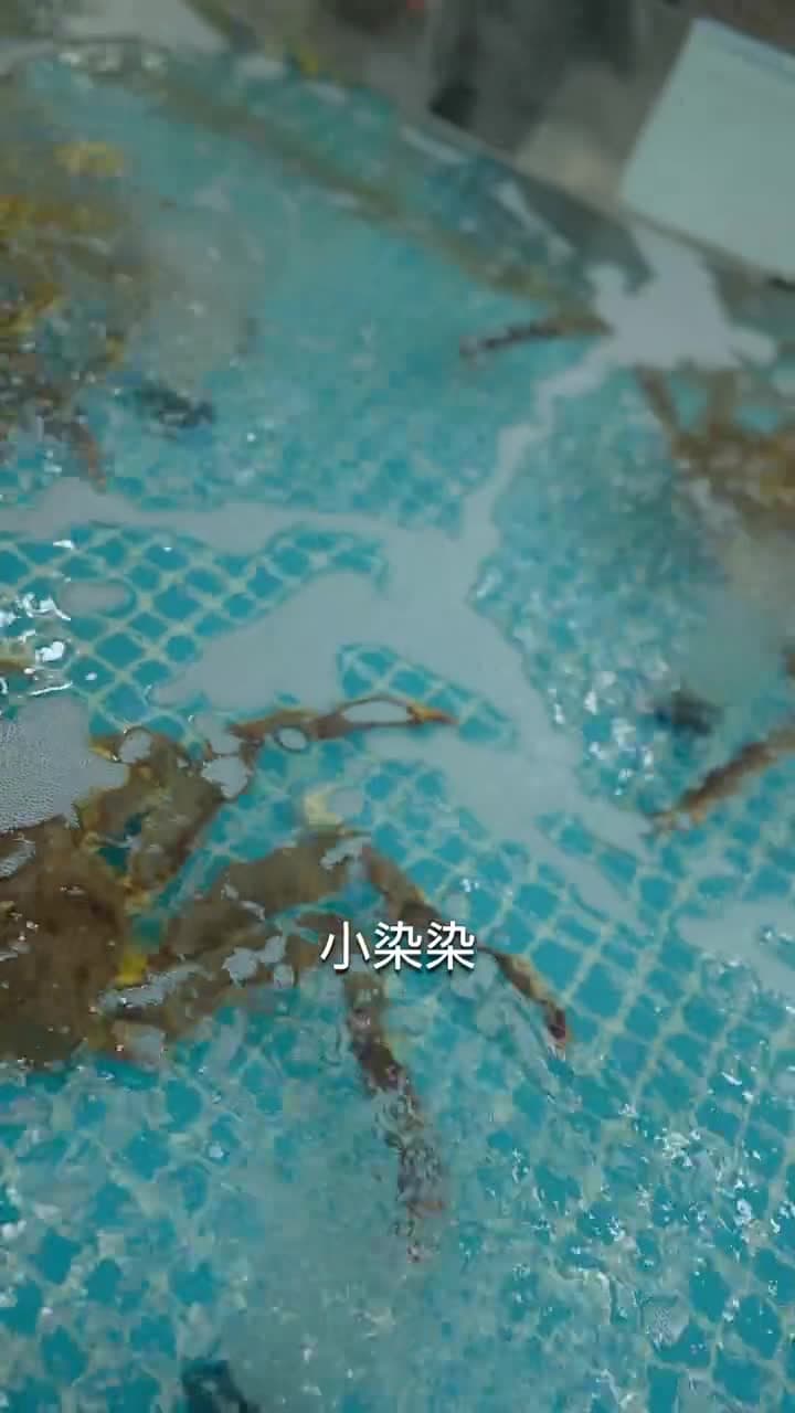 四爺,你家嬌妻馬甲又掉了 - 第 43 集