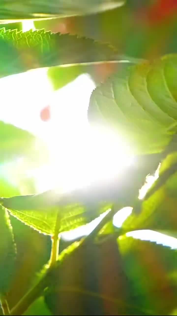 彼岸有妳 - 第 63 集