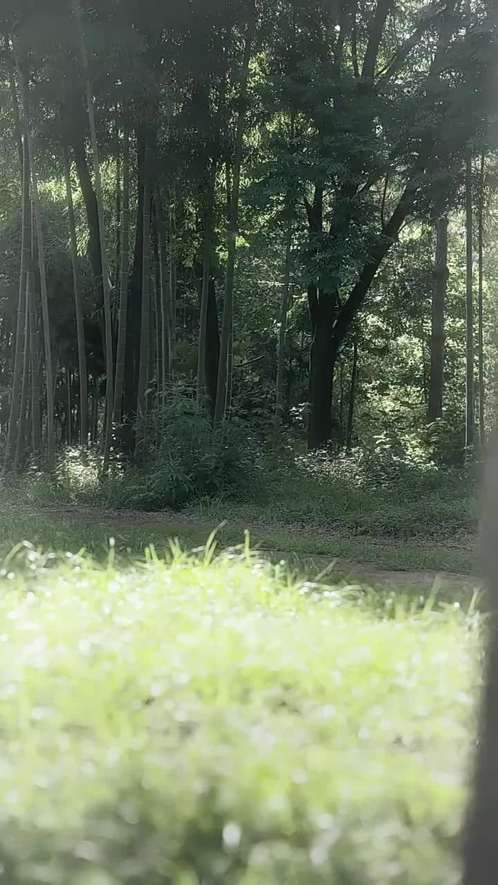 大理寺卿六歲半 - 第 47 集