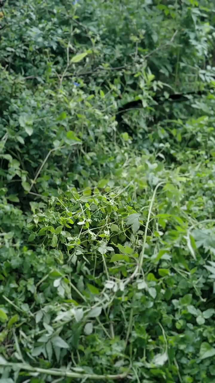 餘燼生歡 - 第 1 集