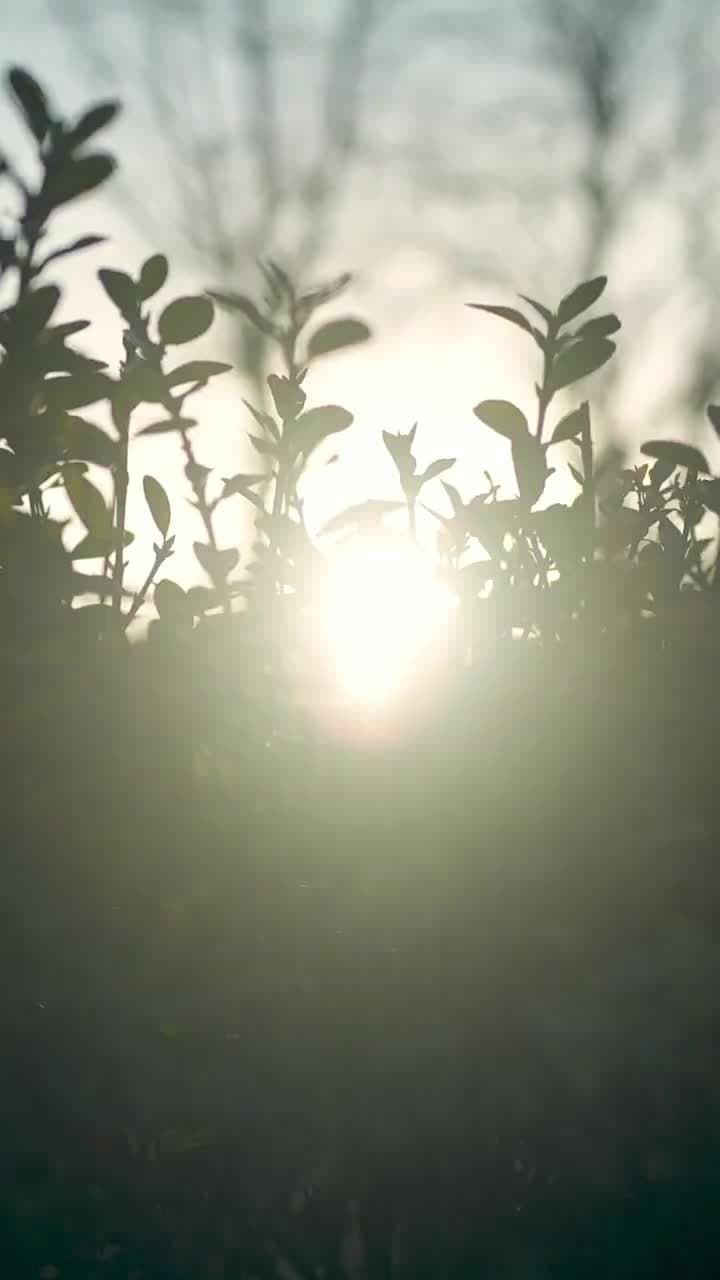穿成炮灰後,靠心機上位 - 第 20 集