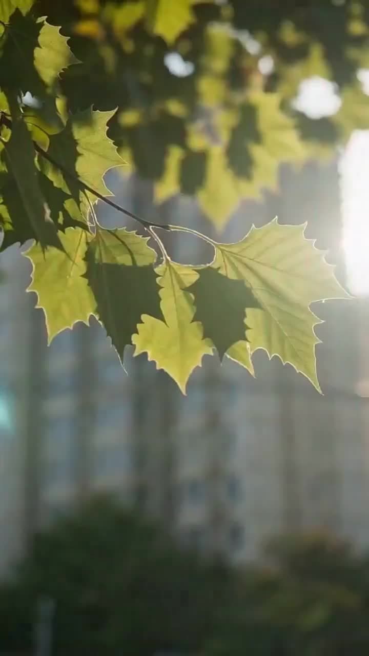 替身新娘,戲精嬌妻不好惹 - 第 13 集